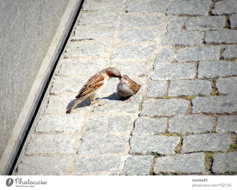 Einmal Volltanken bitte !!! Vogel Spatz Zärtlichkeiten Schnabel füttern Appetit & Hunger Straße grau Kopfsteinpflaster Mutterliebe Nachkommen Tier beobachten