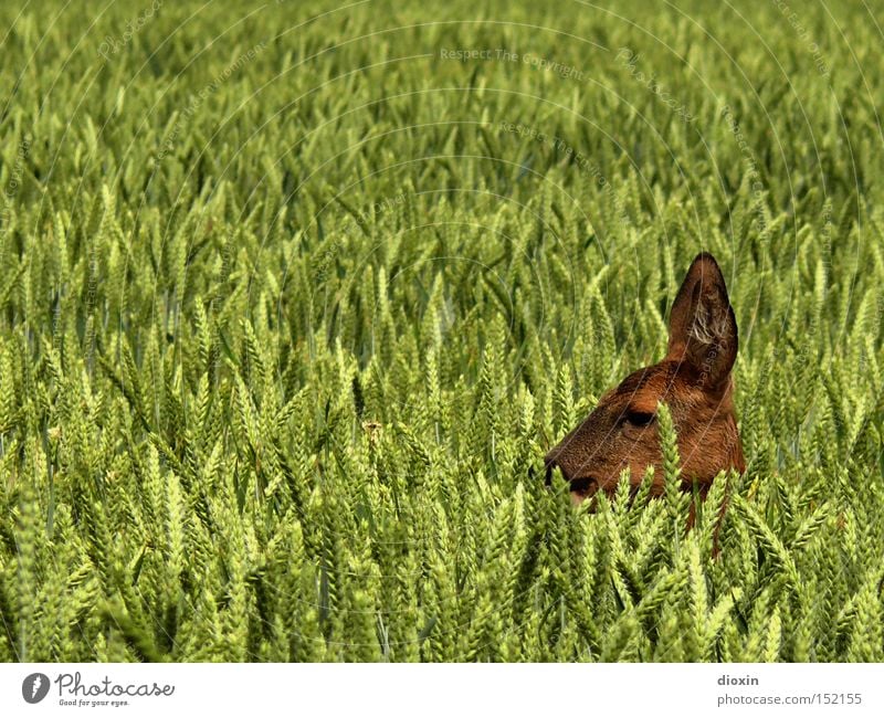 hide and seek (Capreolus capreolus) Versteck verborgen Geborgenheit Reh Feld Weizen Landwirtschaft Kopf Getreide Frühling Fell Ohr Auge Natur Wildtier Jagd