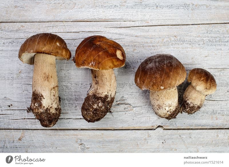 Frische Steinpilze aus dem Wald Pilz Hut Duft frisch braun fichtensteinpilz edelpilz ganz mehrere stiel waldpilz erde Farbfoto Innenaufnahme Studioaufnahme