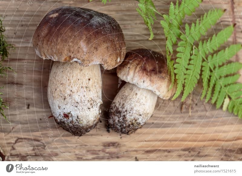 Frische Steinpile aus dem Wald Lebensmittel Ernährung Essen Bioprodukte Vegetarische Ernährung Diät Fasten Natur Moos Farn Blatt Hut frisch Gesundheit natürlich