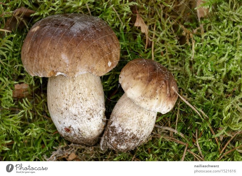 Frische Steinpile aus dem Wald Lebensmittel Steinpilze Bioprodukte Vegetarische Ernährung Diät Fasten Natur Herbst Moos Blatt Moor Sumpf Hut frisch Gesundheit