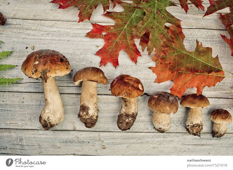 Frische Steinpilze aus dem Wald Lebensmittel Moos Blatt Hut ästhetisch Duft frisch braun fichtensteinpilz edelpilz ganz mehrere stiel waldpilz erde Pilz