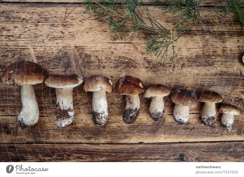 Frische Steinpilze aus dem Wald Lebensmittel Ernährung Moos Blatt Hut frisch braun fichtensteinpilz edelpilz ganz mehrere stiel waldpilz erde Pilz Farbfoto