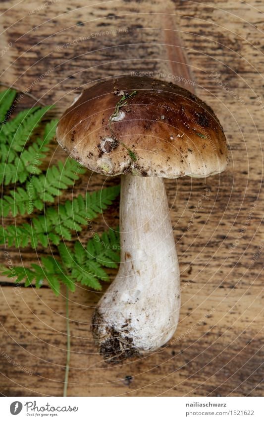 Frische Steinpilze aus dem Wald Moos Blatt Hut ästhetisch braun grün fichtensteinpilz edelpilz ganz mehrere stiel waldpilz erde Pilz Farn Farbfoto