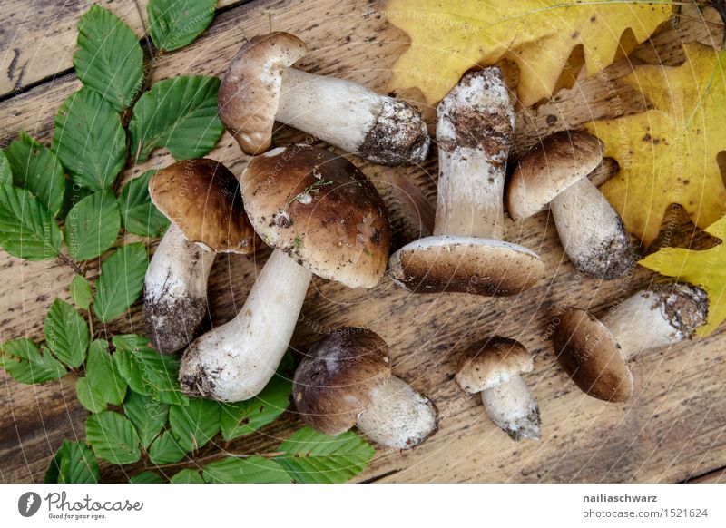 Frische Steinpilze aus dem Wald Moos Blatt Hut ästhetisch lecker braun grün fichtensteinpilz edelpilz ganz mehrere stiel waldpilz erde Pilz Farbfoto