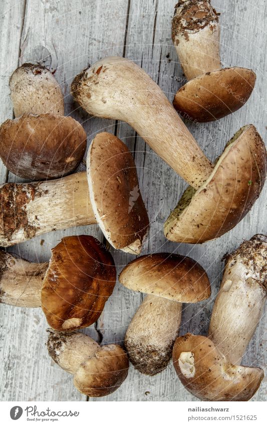 Frische Steinpilze aus dem Wald Lebensmittel Ernährung Bioprodukte Vegetarische Ernährung Moos Blatt Hut Duft frisch Gesundheit natürlich schön braun grau