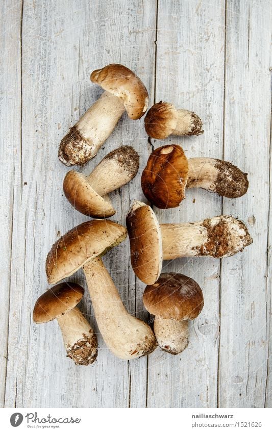 Frische Steinpilze aus dem Wald Lebensmittel Moos Blatt Hut Duft frisch braun fichtensteinpilz edelpilz ganz mehrere stiel waldpilz erde Pilz Farbfoto