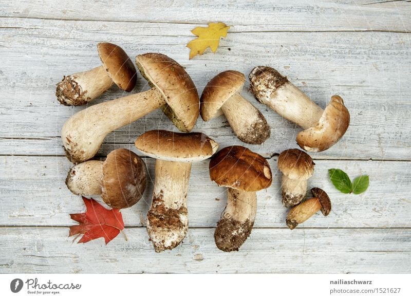 Frische Steinpilze aus dem Wald Lebensmittel Ernährung Slowfood Umwelt Natur Pflanze Herbst Moos Blatt Duft frisch braun fichtensteinpilz edelpilz ganz mehrere