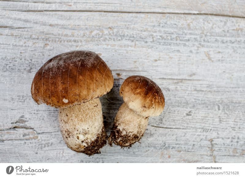 Frische Steinpilze aus dem Wald Lebensmittel Ernährung Slowfood Umwelt Natur Herbst Moos Blatt Hut Duft frisch braun fichtensteinpilz edelpilz ganz mehrere