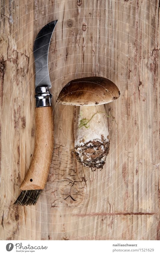 Frische Steinpilze aus dem Wald Lebensmittel Ernährung Messer Moos Blatt Hut Duft frisch braun pilzmesser fichtensteinpilz edelpilz ganz mehrere stiel Pilz