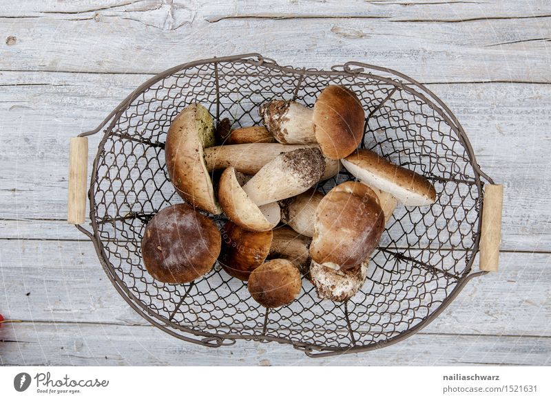 Frische Steinpilze aus dem Wald Lebensmittel Ernährung Bioprodukte Vegetarische Ernährung Schalen & Schüsseln Korb Drahtkorb Moos Blatt Hut Duft natürlich schön