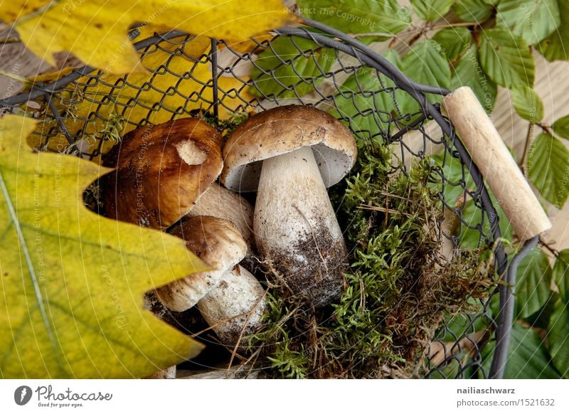 Frische Steinpilze aus dem Wald Lebensmittel Moos Blatt Hut Duft frisch braun grün Korb sammeln Pilz fichtensteinpilz edelpilz ganz mehrere stiel waldpilz erde