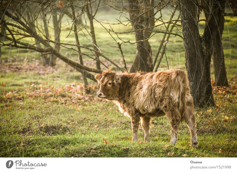 Kalb Natur Tier Baum Wiese Wald Fell Wildtier Kuh frei Freundlichkeit kuschlig klein Rind Bulle buschig Waldlichtung Weide Zurückblicken Farbfoto