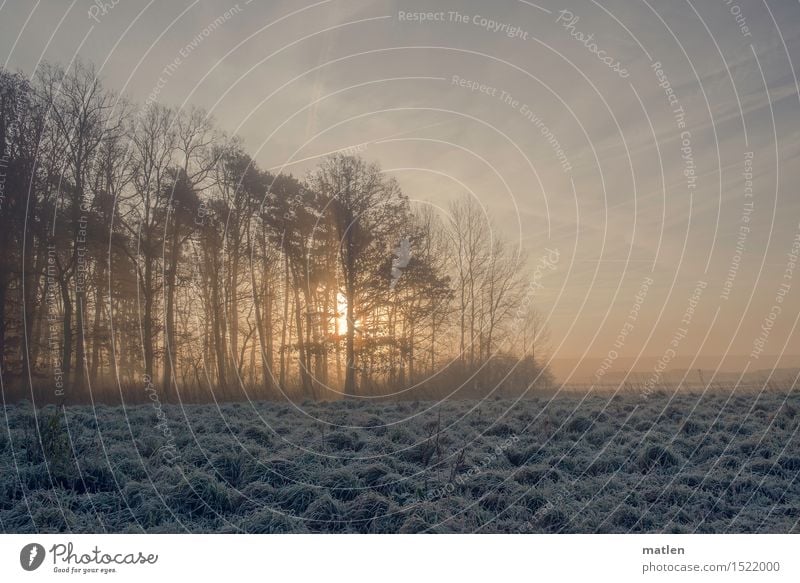 Am Waldrand Landschaft Pflanze Himmel Wolken Horizont Winter Wetter Schönes Wetter Nebel Eis Frost Schnee Baum Gras Feld Menschenleer kalt blau braun gelb weiß