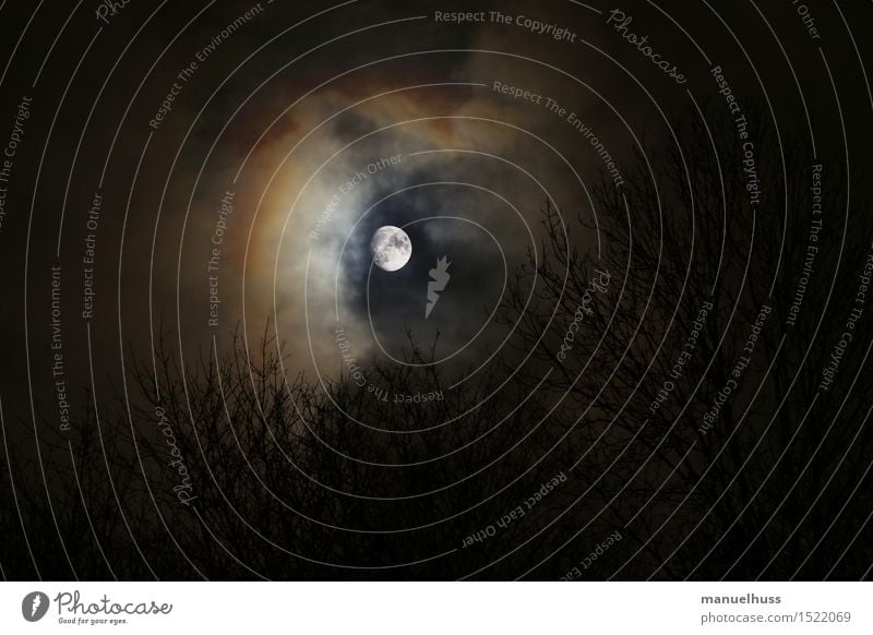 November Moon Natur Landschaft Wolken Nachthimmel Mond Herbst Wetter Baum Wald dunkel blau braun gelb schwarz weiß Farbfoto Außenaufnahme Menschenleer