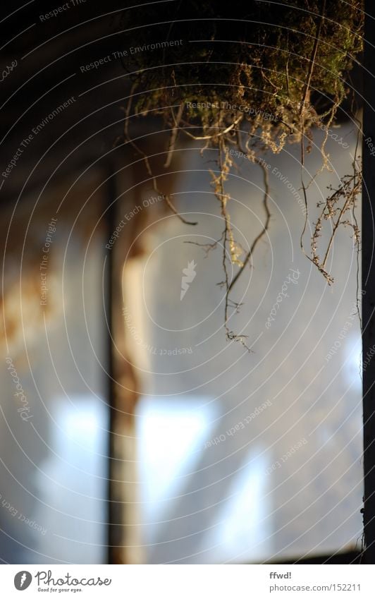 Stille Fenster Fensterscheibe Scheibe alt Einsamkeit verloren vergessen schäbig Vergänglichkeit Moos Zeit Erinnerung ruhig Überleben unberührt verfallen