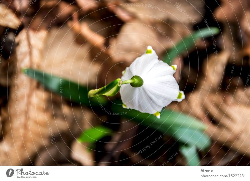 Frühlingseinläuterin Pflanze Blume Blatt Schneeglöckchen Herbstlaub Wald Waldboden Blühend Wachstum natürlich schön braun grün weiß Frühlingsgefühle Beginn