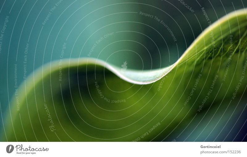 Borderline Natur Frühling Sommer Pflanze Blatt Grünpflanze Blattgrün Blattunterseite Ecke Wellenform Linie Am Rand Wellenlinie türkis Blattfaser Pflanzenteile