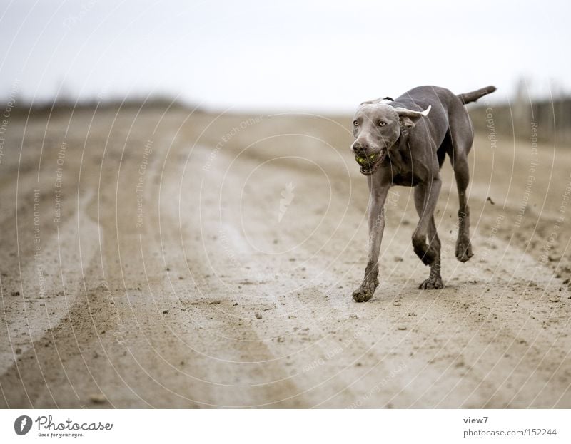 apportieren. Hund dreckig Ball Weimaraner Fell Pfote Zunge Säugetier Außenaufnahme Jagdhund Haushund Haustier Rassehund Ganzkörperaufnahme Dynamik laufen rennen