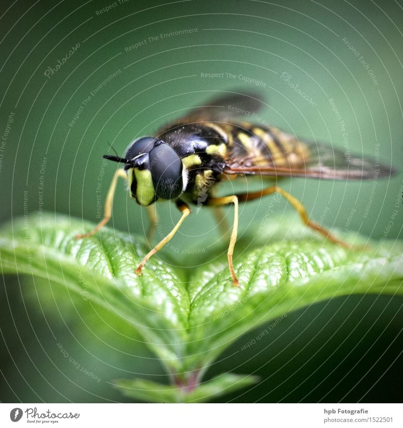 Schwebfliege Natur Tier Wiese Wildtier Fliege 1 beobachten fliegen hängen warten ästhetisch niedlich schön gelb grün schwarz Stimmung Tierliebe Ekel Leben