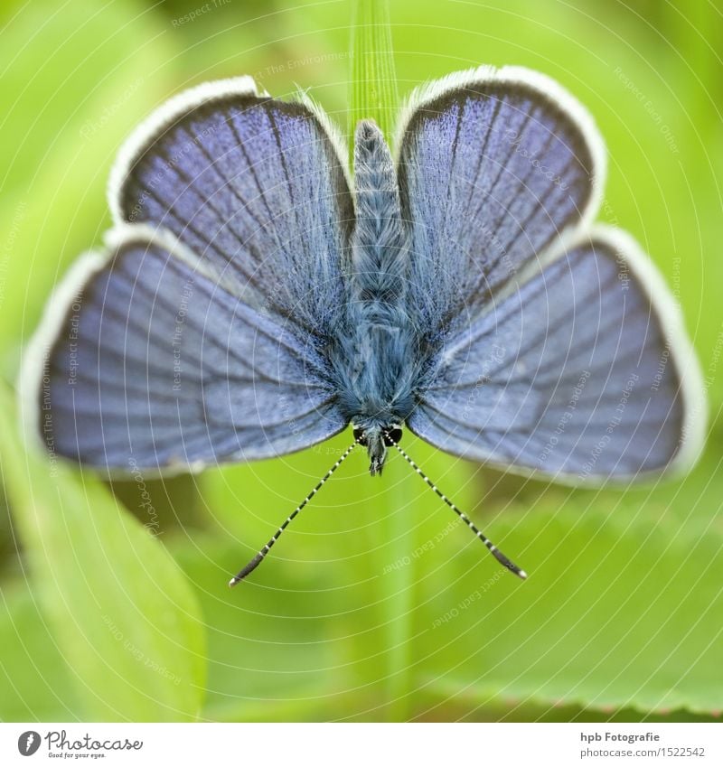 Hauhechelbläuling Natur Tier Frühling Sommer Schönes Wetter Wildtier Schmetterling 1 beobachten Erholung fliegen hocken krabbeln ästhetisch außergewöhnlich