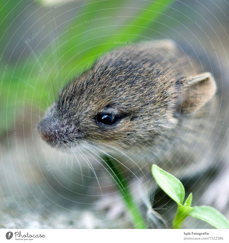 Maus Natur Tier Haustier Wildtier 1 Ekel Freundlichkeit klein Neugier Geschwindigkeit Wärme weich braun grau Tierliebe Interesse Entsetzen ästhetisch Stimmung