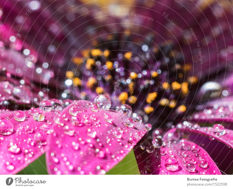 Sparkling like Diamonds Natur Pflanze Wassertropfen Sonne Sommer Regen Blume Blüte Kapkörbchen Cape Daisy Osteospermum Garten schön Farbfoto Außenaufnahme