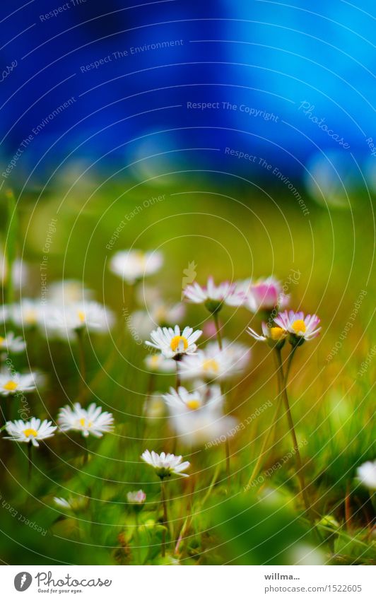 heile Welt und Gänseblümchen Natur Pflanze Sommer Wiese blau grün weiß Textfreiraum oben