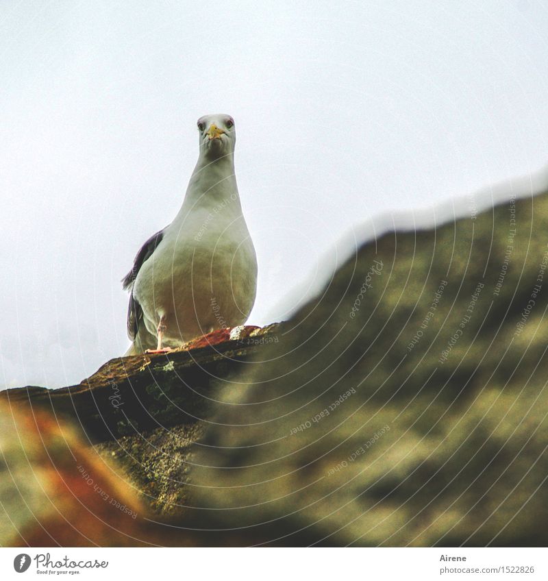 Was bist'n du für ein komischer Vogel? Tier Möwe 1 hocken Blick warten Neugier oben braun grau verstört Misstrauen erstaunt seltsam Farbfoto Außenaufnahme