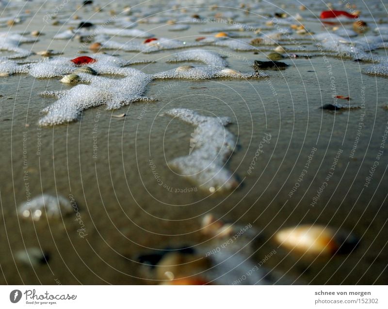 bodenlos Meer See Muschel Wasser Flut Nordsee Stein Strand Sand Mineralien Erde