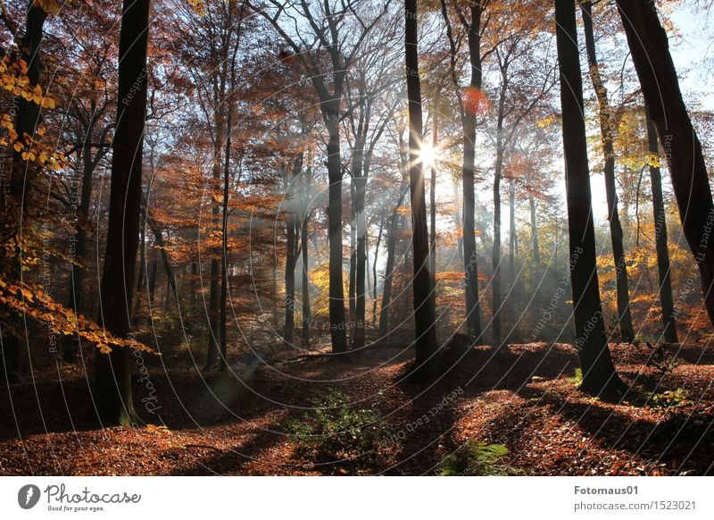 Herbstwald I Natur Landschaft Sonne Sonnenlicht Schönes Wetter Baum Wald blau braun gelb orange Stimmung Farbfoto Außenaufnahme Menschenleer Sonnenstrahlen