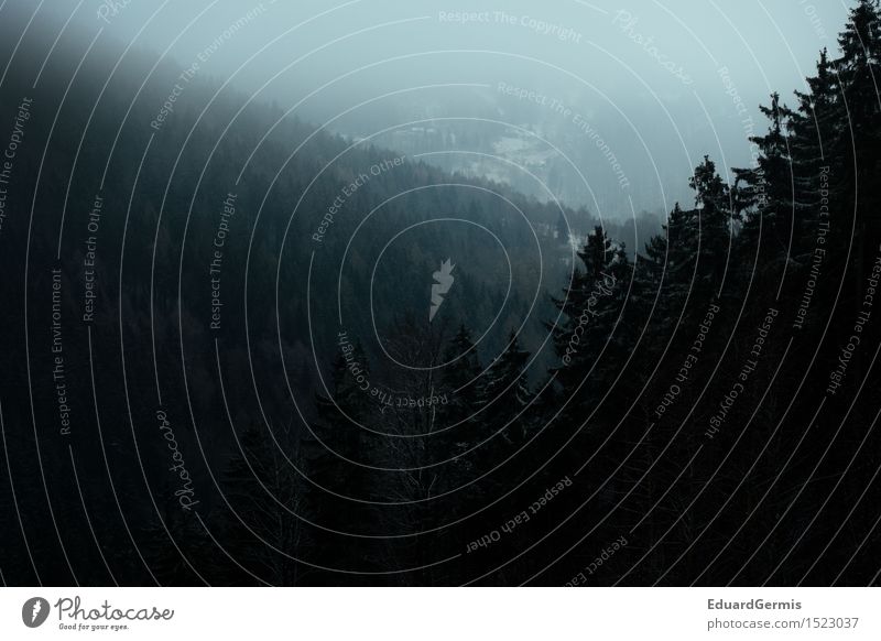 Winterwald Umwelt Natur Landschaft schlechtes Wetter Nebel Schnee Wald Hügel bedrohlich dunkel gruselig blau grün schwarz weiß Angst Respekt Abenteuer