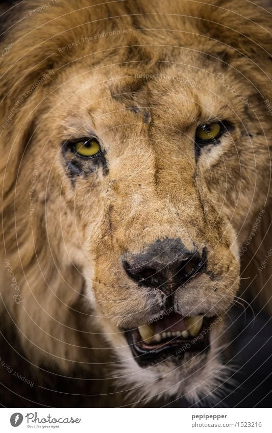 löwe Zirkus Zoo Tier Wildtier Totes Tier Katze Tiergesicht Fell Löwe 1 Aggression blond Kraft Stolz Gedeckte Farben Tierporträt Oberkörper Vorderansicht