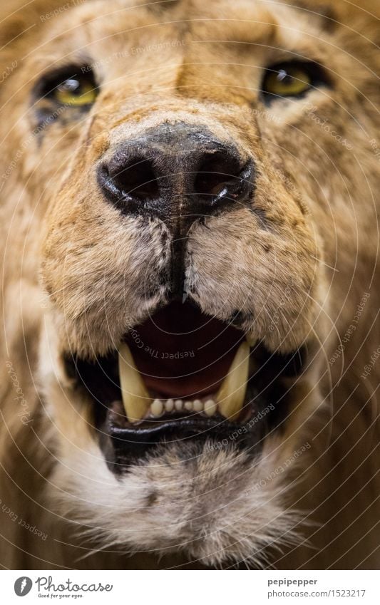 Löwenzahn Tier Wildtier Totes Tier Katze Tiergesicht Fell 1 Jagd Aggression braun gelb Kraft Zähne Maul Nase Farbfoto Nahaufnahme Unschärfe Tierporträt