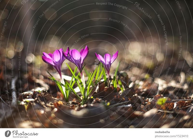 Krokusse Natur Pflanze Frühling Blume grün violett Frühlingsgefühle Farbfoto Außenaufnahme Menschenleer Sonnenlicht Schwache Tiefenschärfe