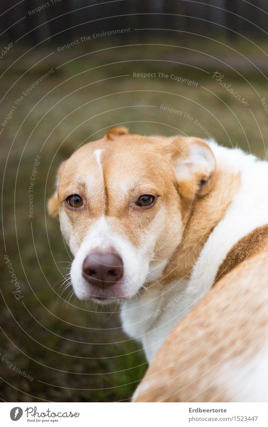 Don't look back in anger Tier Haustier Hund 1 beobachten Freundlichkeit schön einzigartig niedlich weich Sympathie Freundschaft Tierliebe Mischling Farbfoto