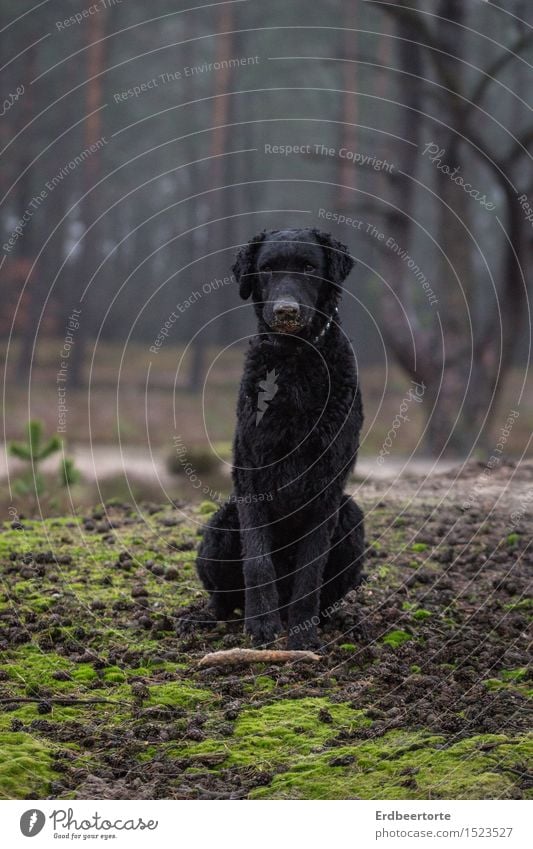 Wolf im Schafspelz Natur Landschaft Wald Tier Haustier Hund Jagdhund 1 beobachten sitzen warten schwarz Tierliebe Wachsamkeit Gelassenheit Stock lammfromm