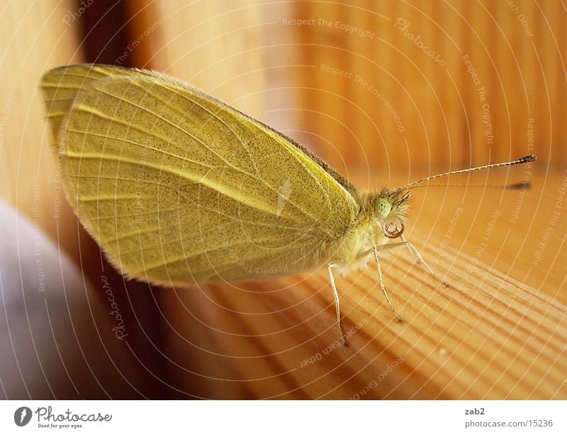 Mein Haustier 3 Schmetterling entfalten Insekt Rüssel Fühler Makroaufnahme