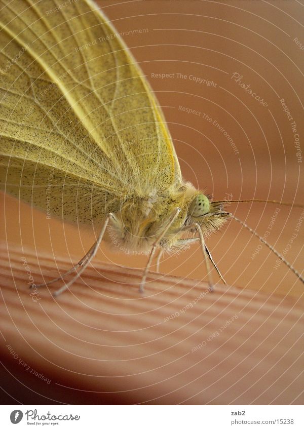 Mein Haustier 2 Schmetterling entfalten Insekt Rüssel Fühler Makroaufnahme