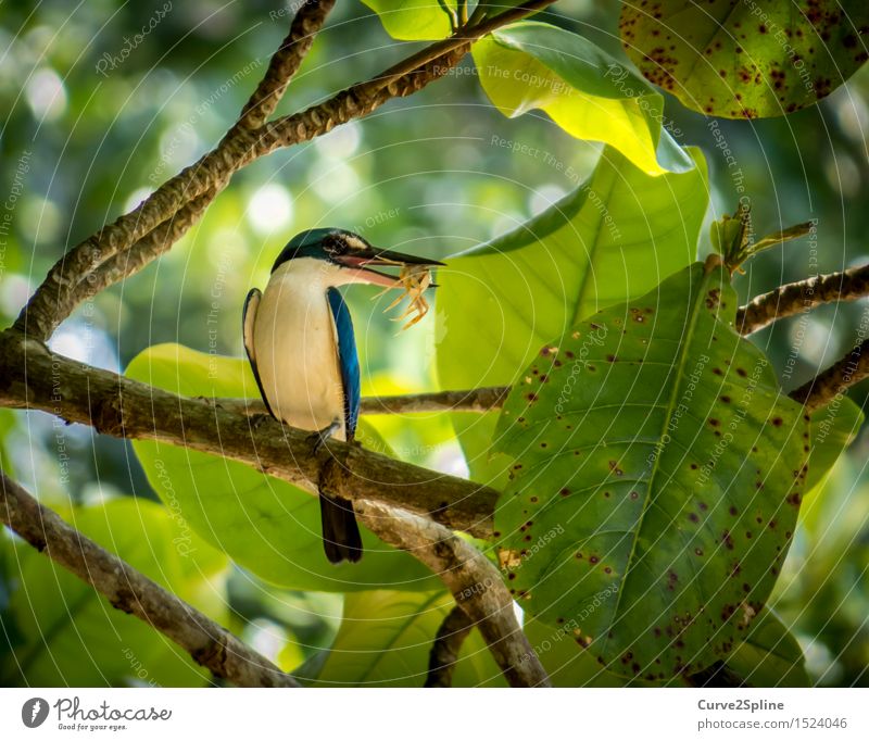 Der frühe Vogel ... Baum Grünpflanze Tier Flügel 2 fangen Krebstier Ast Blatt Blattgrün Schnabel Erfolg Beute Fressen Futter Zweig Natur Feder Unschärfe