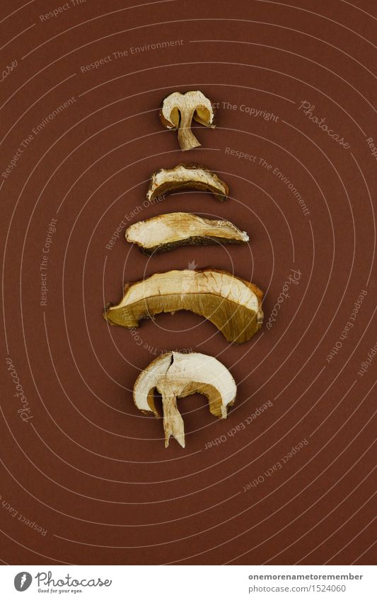 Pilzhaufen Kunst Kunstwerk ästhetisch getrocknet braun Wald Waldboden Waldpflanze Symmetrie Design angeordnet graphisch lecker Kräuter & Gewürze Heimat