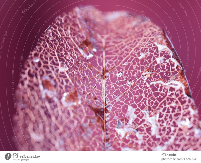 filigranes Blattwerk Natur Pflanze Wassertropfen Herbst Winter ästhetisch Freundlichkeit Fröhlichkeit frisch schön einzigartig natürlich Farbfoto mehrfarbig