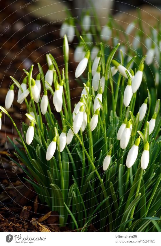 300 | Komm doch lieber Frühling... Natur Pflanze Blume Blüte Schneeglöckchen Giftpflanze Alkaloid Amaryllisgewächse Blühend stehen Duft Wachstum Frühblüher