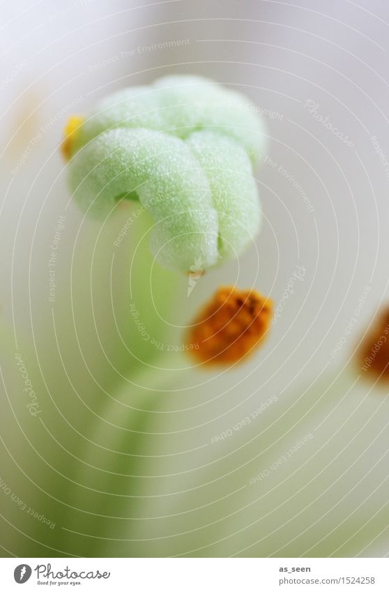 Verführung Leben harmonisch Sinnesorgane Umwelt Natur Pflanze Frühling Sommer Blume Blüte Lilien Stempel Pollen Staubfäden Blütenblatt berühren Blühend Duft