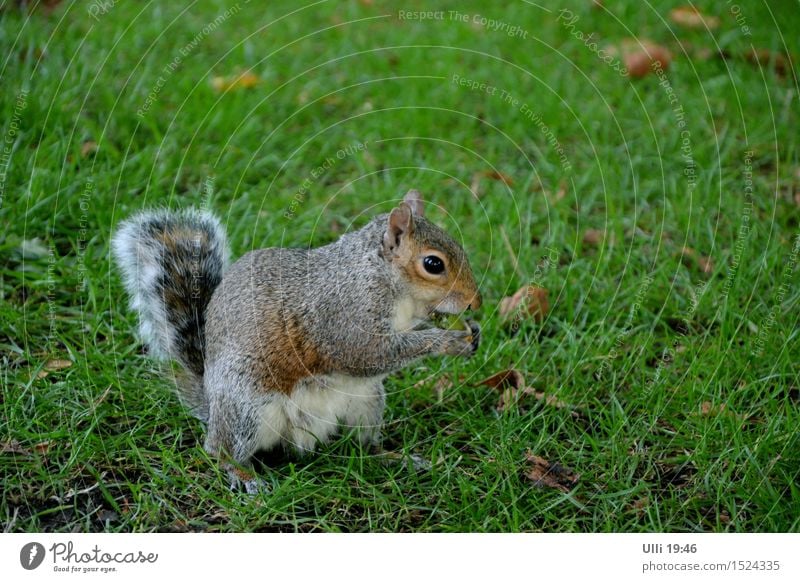 Eichhörnchen mit Appetit. Sommer Natur Schönes Wetter Gras Park Menschenleer Tier Wildtier Tiergesicht Fell Pfote 1 Fressen genießen authentisch Coolness frech