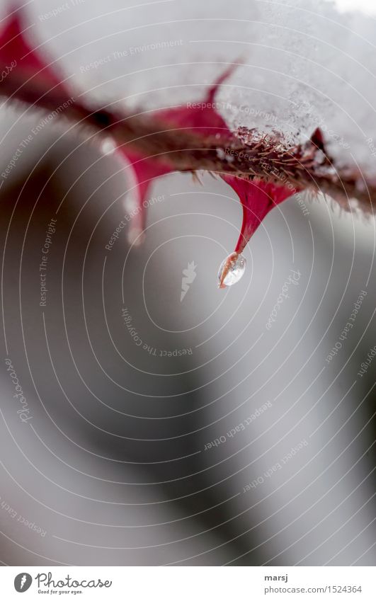 Der Stechschutz-Eistropfen Natur Winter Schnee Pflanze Dorn Zierstrauch Spitze bedrohlich dünn authentisch einfach kalt rot demütig Überraschung Traurigkeit