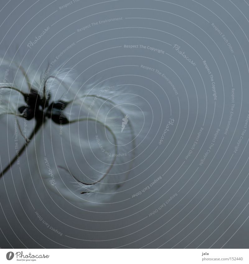 feathery clematis Pflanze Winter zart Quaste Feder leicht Samen Fruchtstand Wein verblüht blau grau Park