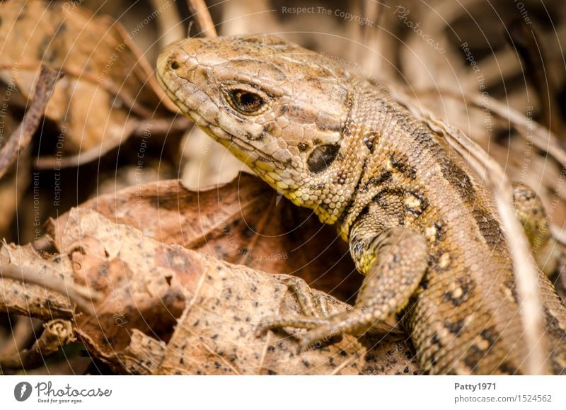 Eidechse Wildtier Echte Eidechsen Reptil Mauereidechse Lacertidae 1 Tier krabbeln braun Natur Farbfoto Außenaufnahme Makroaufnahme Tag