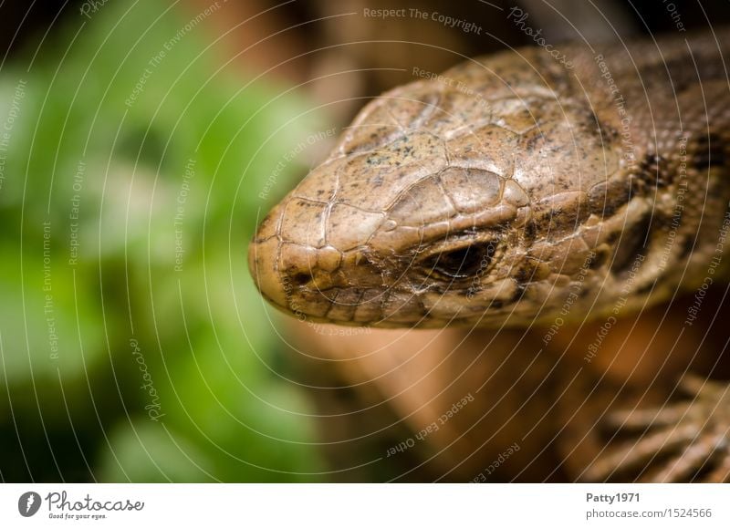 Eidechse Wildtier Echte Eidechsen Reptil Mauereidechse Lacertidae 1 Tier krabbeln dünn braun Natur Farbfoto Außenaufnahme Makroaufnahme Tierporträt