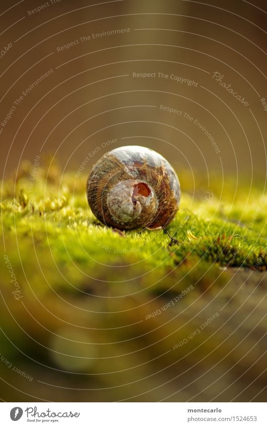 lost place Umwelt Natur Erde Sonnenlicht Pflanze Moos Grünpflanze Wildpflanze Schneckenhaus alt dünn authentisch einzigartig kaputt klein nah natürlich rund